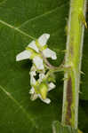 Tropical soda apple